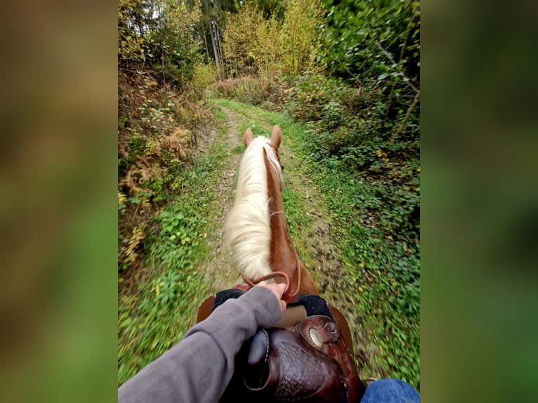 Haflinger Merrie 7 Jaar 153 cm Vos in Kleblach-Lind