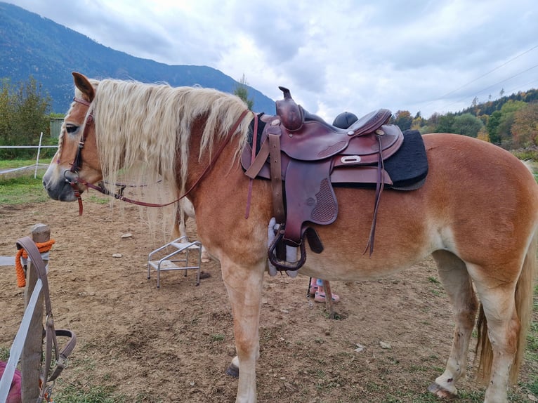 Haflinger Merrie 7 Jaar 153 cm Vos in Kleblach-Lind
