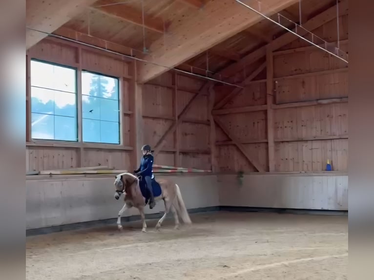 Haflinger Merrie 7 Jaar 153 cm Vos in Dietramszell