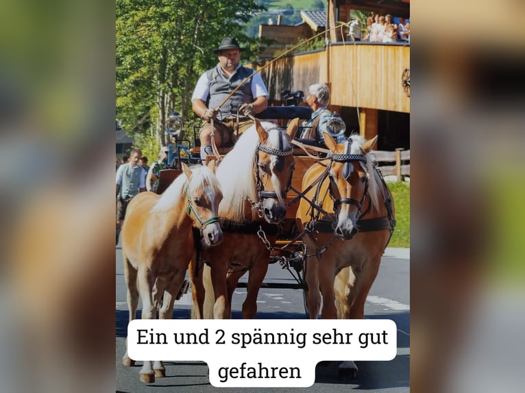 Haflinger Merrie 7 Jaar 153 cm Vos in Großarl