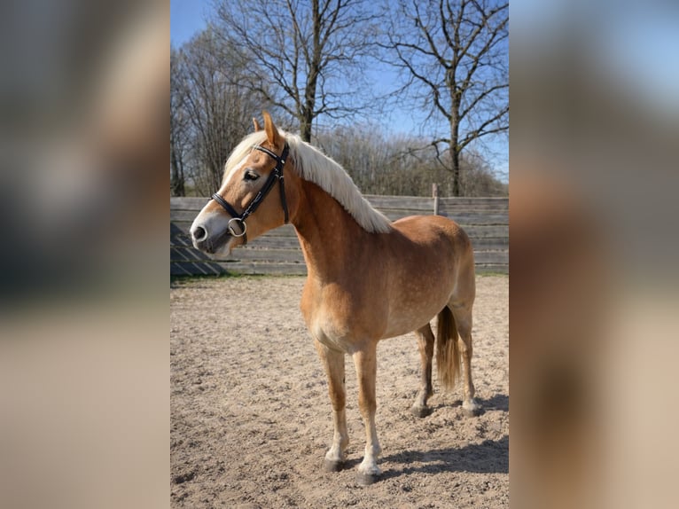 Haflinger Merrie 7 Jaar 154 cm Vos in Wohnste