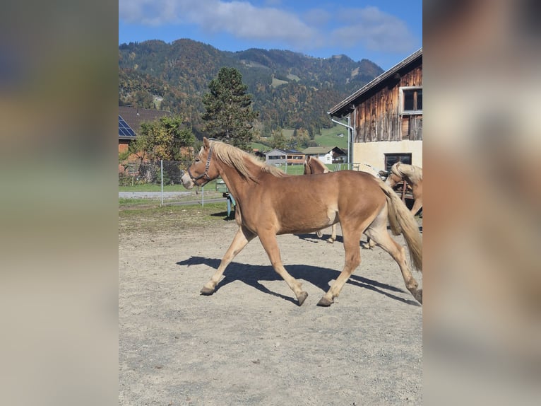 Haflinger Merrie 7 Jaar 155 cm  in Hittisau