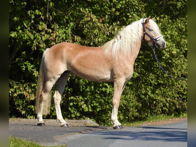 Haflinger Merrie 7 Jaar 155 cm Vos in Verl