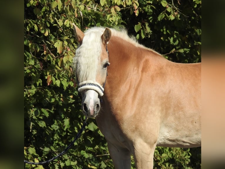 Haflinger Merrie 7 Jaar 155 cm Vos in Verl
