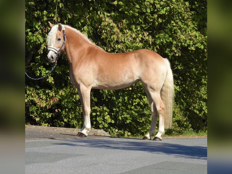 Haflinger Merrie 7 Jaar 155 cm Vos in Verl