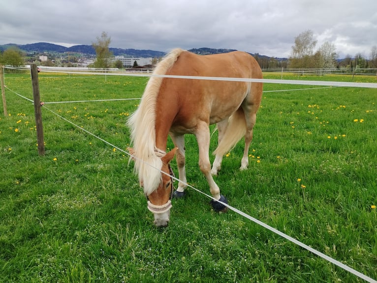 Haflinger Merrie 7 Jaar 155 cm Vos in Oberbüren