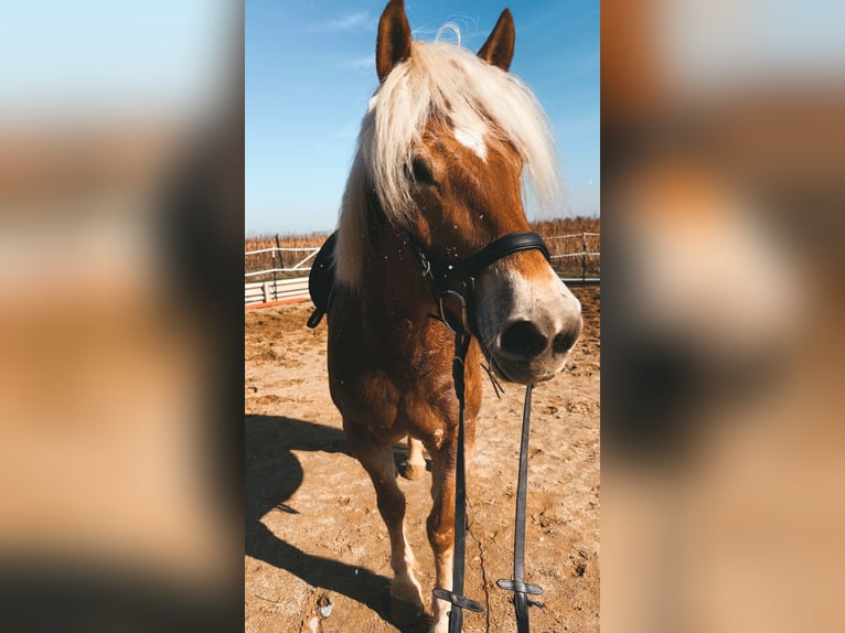 Haflinger Merrie 7 Jaar 156 cm  in Hohenthann