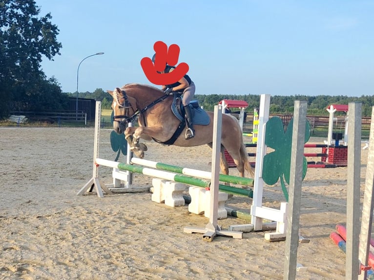Haflinger Merrie 7 Jaar 156 cm Vos in Sassenburg
