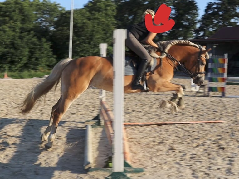 Haflinger Merrie 7 Jaar 156 cm Vos in Sassenburg