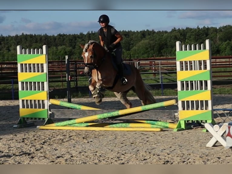 Haflinger Merrie 7 Jaar 156 cm Vos in Sassenburg