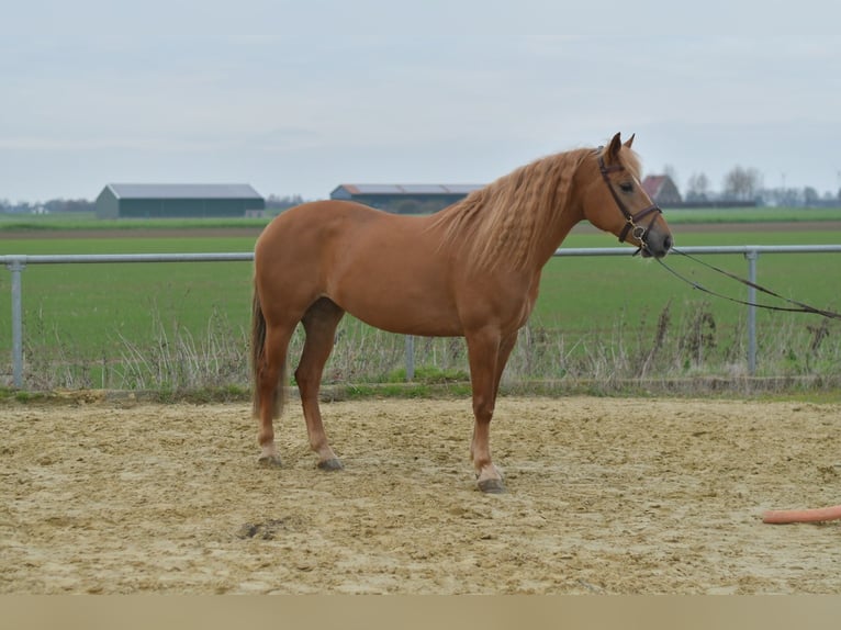 Haflinger Mix Merrie 7 Jaar 157 cm Lichtbruin in Geilenkirchen
