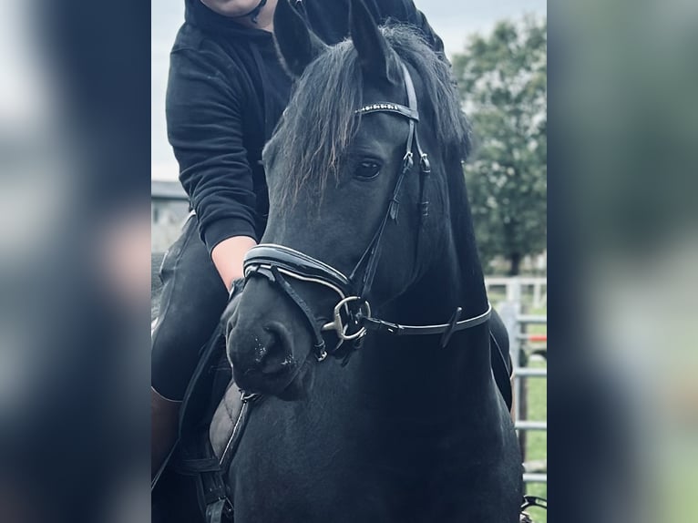 Haflinger Mix Merrie 7 Jaar 160 cm Zwart in Horneburg