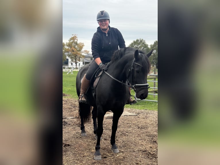 Haflinger Mix Merrie 7 Jaar 160 cm Zwart in Horneburg