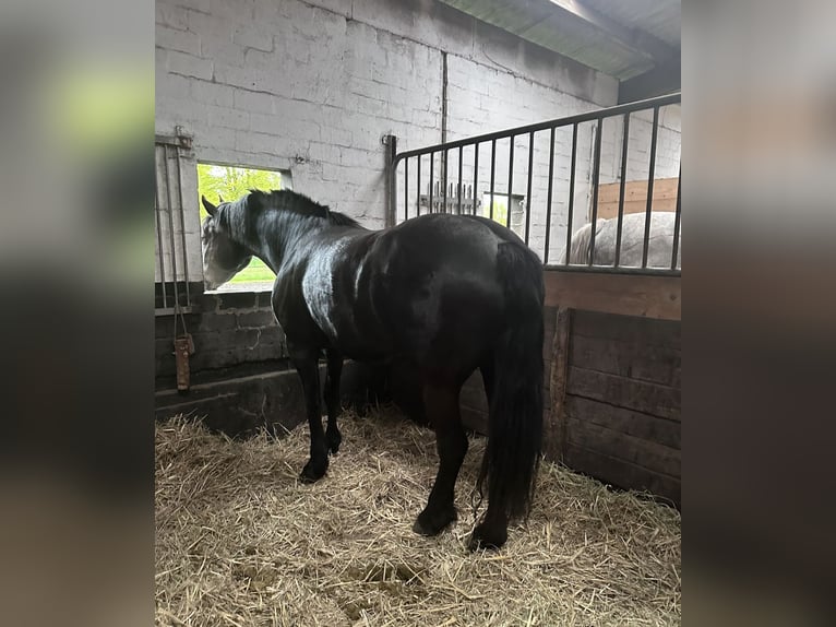 Haflinger Mix Merrie 7 Jaar 160 cm Zwart in Horneburg