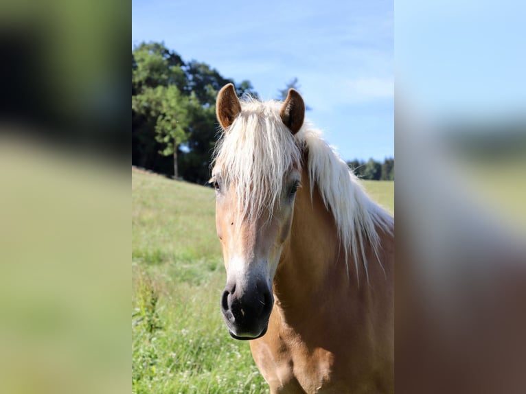 Haflinger Merrie 7 Jaar  in Arnsberg