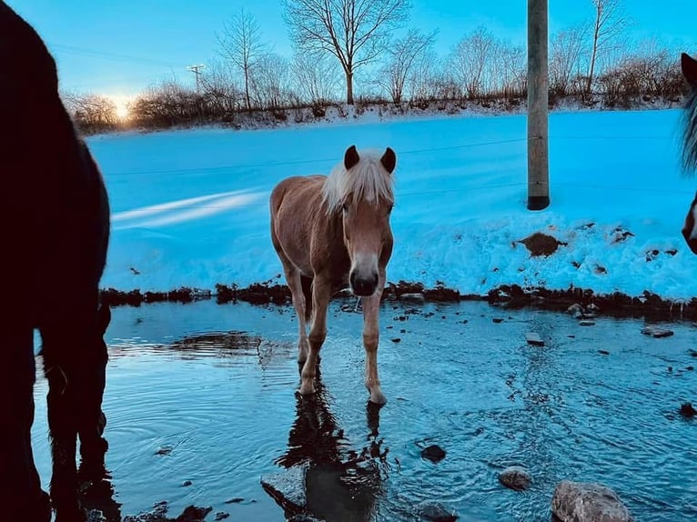 Haflinger Merrie 7 Jaar  in Arnsberg