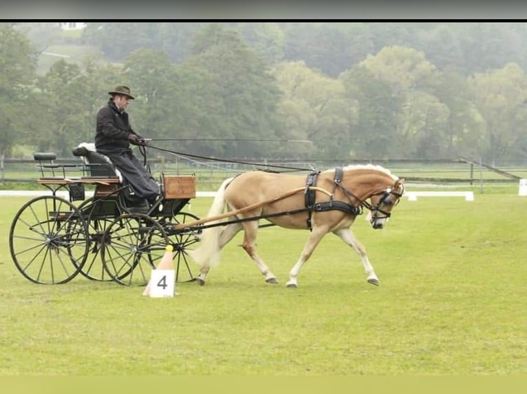 Haflinger Merrie 7 Jaar Vos in St. Josef
