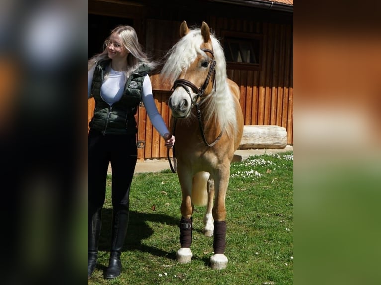 Haflinger Merrie 7 Jaar Vos in St. Josef