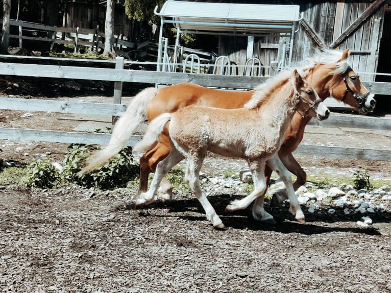 Haflinger Merrie 7 Jaar Vos in Toblaten