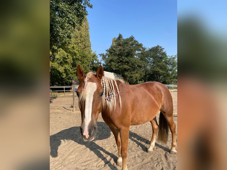 Haflinger Mix Merrie 8 Jaar 145 cm in Berlin