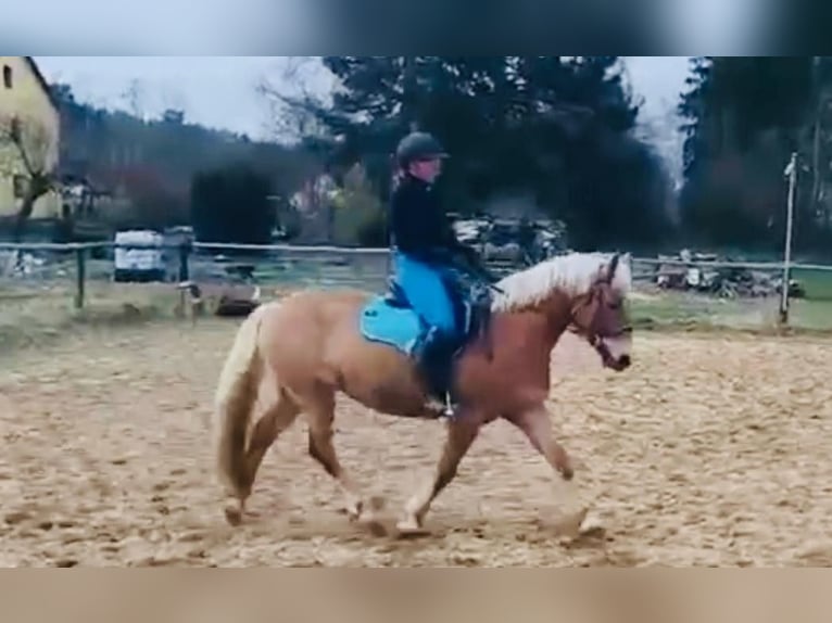 Haflinger Merrie 8 Jaar 147 cm Palomino in Höchstädt im Fichtelgebirge