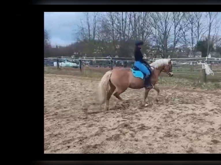 Haflinger Merrie 8 Jaar 147 cm Palomino in Höchstädt im Fichtelgebirge