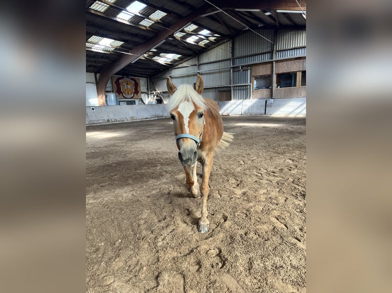 Haflinger Merrie 8 Jaar 147 cm Vos in Bühl