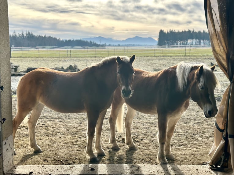 Haflinger Merrie 8 Jaar 147 cm Vos in Kienberg