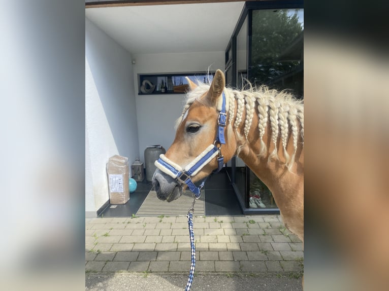 Haflinger Merrie 8 Jaar 147 cm Vos in Wernberg