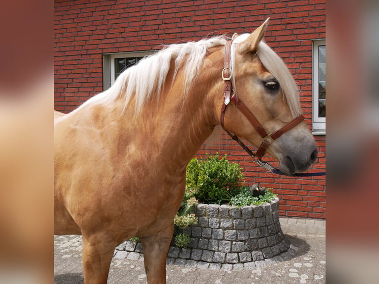 Haflinger Merrie 8 Jaar 148 cm  in Dorsten