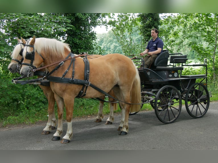 Haflinger Merrie 8 Jaar 148 cm  in Dorsten
