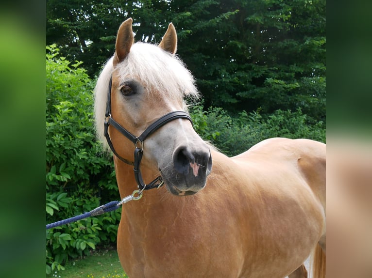 Haflinger Merrie 8 Jaar 148 cm  in Dorsten