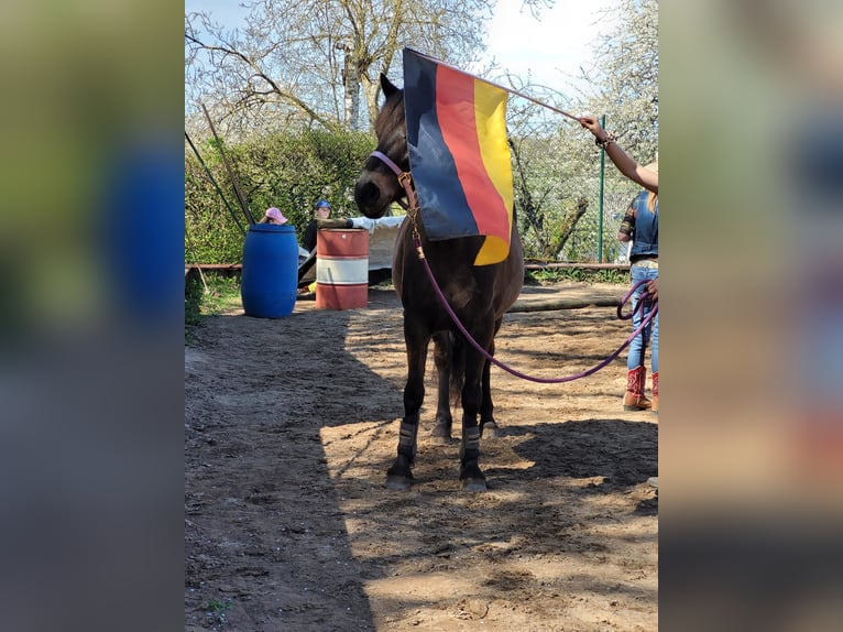 Haflinger Mix Merrie 8 Jaar 148 cm Donkerbruin in KanzemAyl