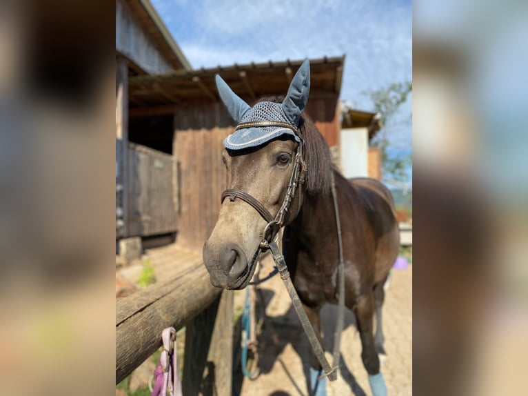 Haflinger Mix Merrie 8 Jaar 148 cm Donkerbruin in KanzemAyl