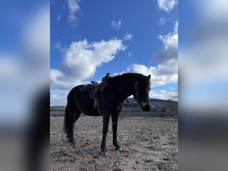 Haflinger Mix Merrie 8 Jaar 148 cm Donkerbruin in KanzemAyl