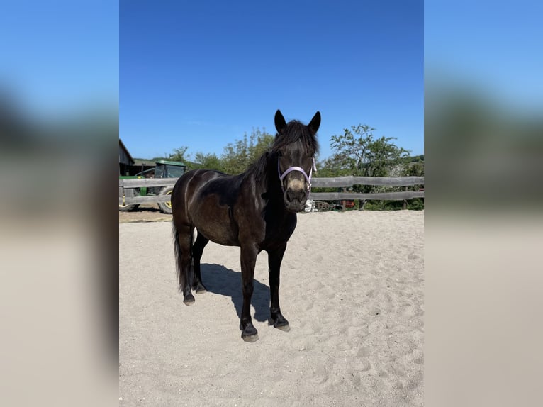 Haflinger Mix Merrie 8 Jaar 148 cm Donkerbruin in KanzemAyl