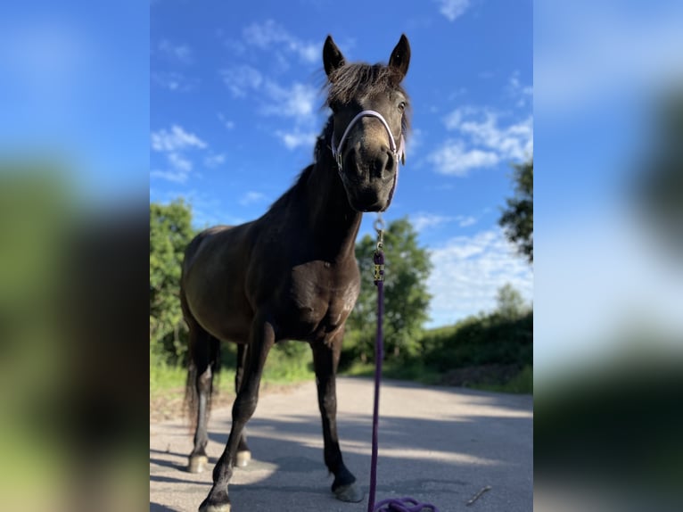 Haflinger Mix Merrie 8 Jaar 148 cm Donkerbruin in KanzemAyl