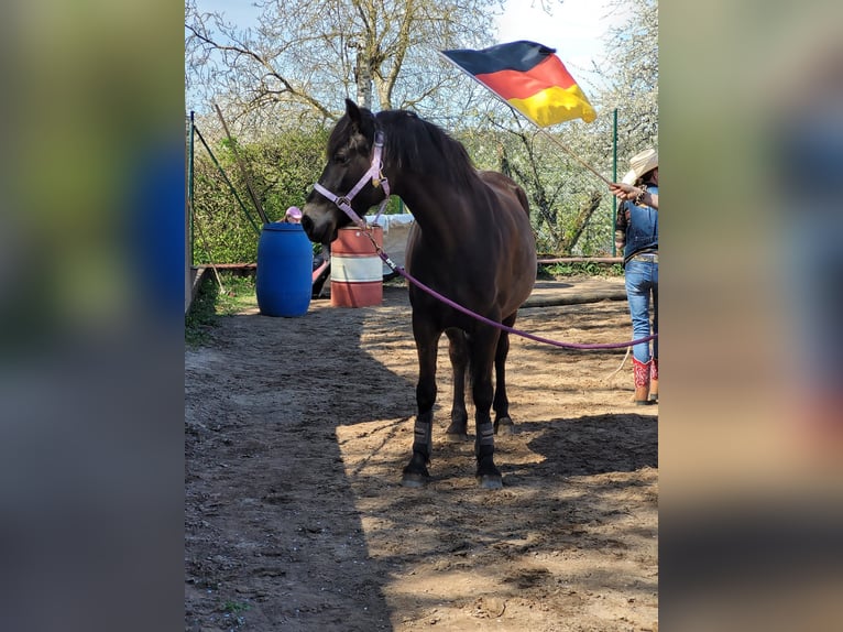 Haflinger Mix Merrie 8 Jaar 148 cm Donkerbruin in KanzemAyl