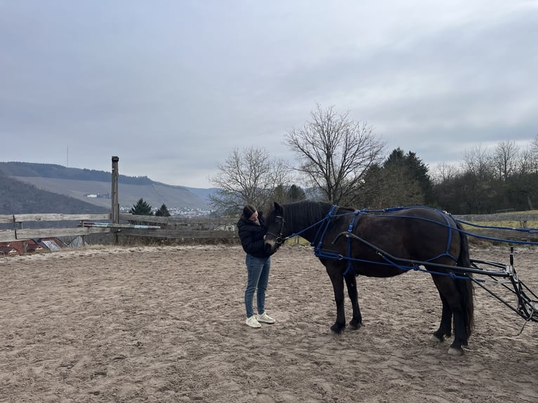 Haflinger Mix Merrie 8 Jaar 148 cm Donkerbruin in KanzemAyl