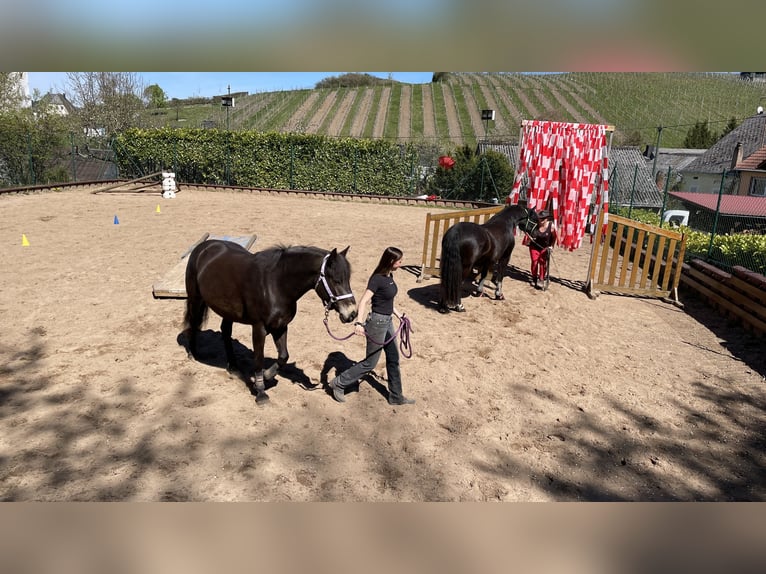 Haflinger Mix Merrie 8 Jaar 148 cm Donkerbruin in KanzemAyl