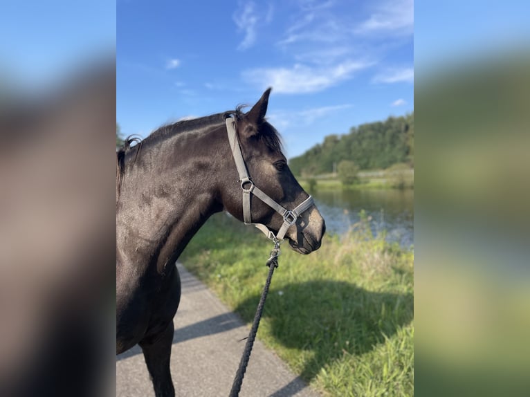 Haflinger Mix Merrie 8 Jaar 148 cm Donkerbruin in KanzemAyl