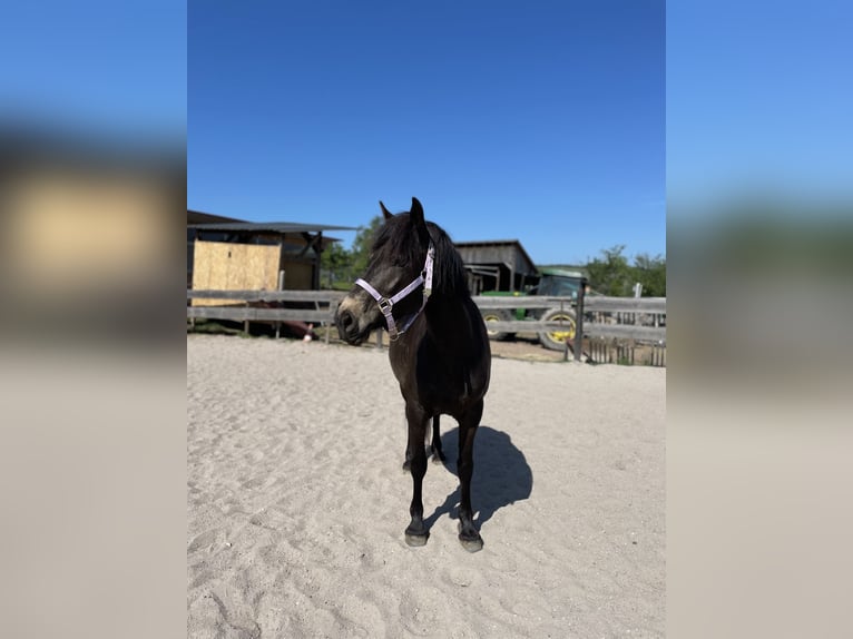 Haflinger Mix Merrie 8 Jaar 148 cm Donkerbruin in KanzemAyl