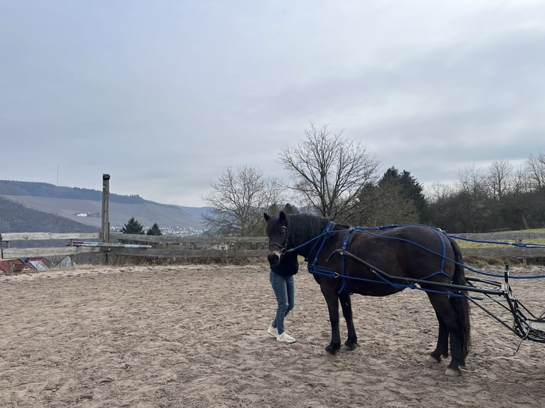 Haflinger Mix Merrie 8 Jaar 148 cm Donkerbruin in KanzemAyl