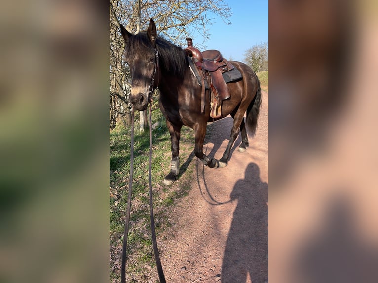 Haflinger Mix Merrie 8 Jaar 148 cm Donkerbruin in KanzemAyl