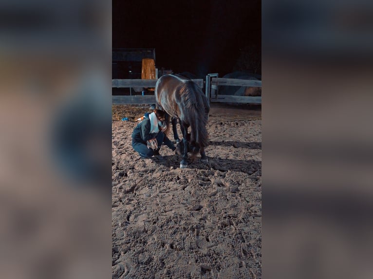 Haflinger Mix Merrie 8 Jaar 148 cm Donkerbruin in KanzemAyl