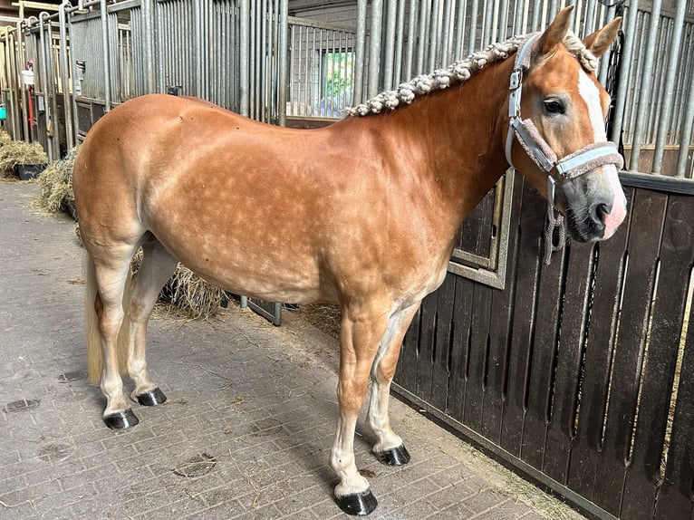 Haflinger Merrie 8 Jaar 148 cm Falbe in Herne
