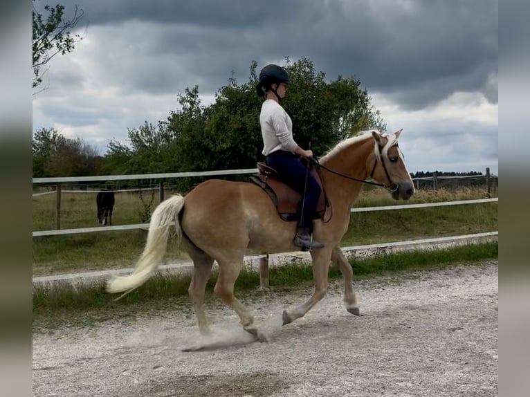Haflinger Merrie 8 Jaar 148 cm Falbe in Sauerlach