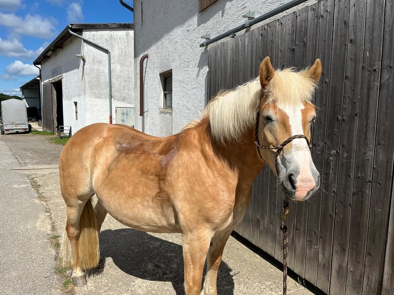 Haflinger Merrie 8 Jaar 148 cm Palomino in Niederzier