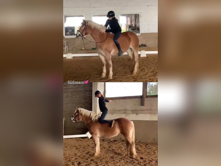 Haflinger Merrie 8 Jaar 148 cm Palomino in Niederzier