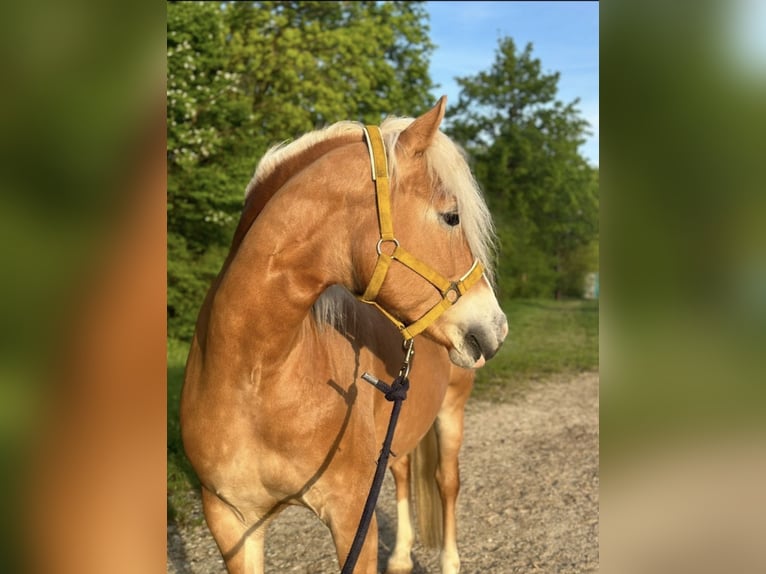 Haflinger Merrie 8 Jaar 148 cm Roodvos in Weißenbach am Lech